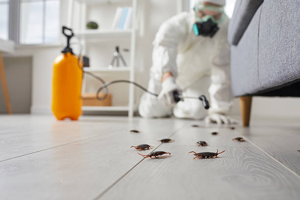 Commercial Rodent Management in San Juan Bautista